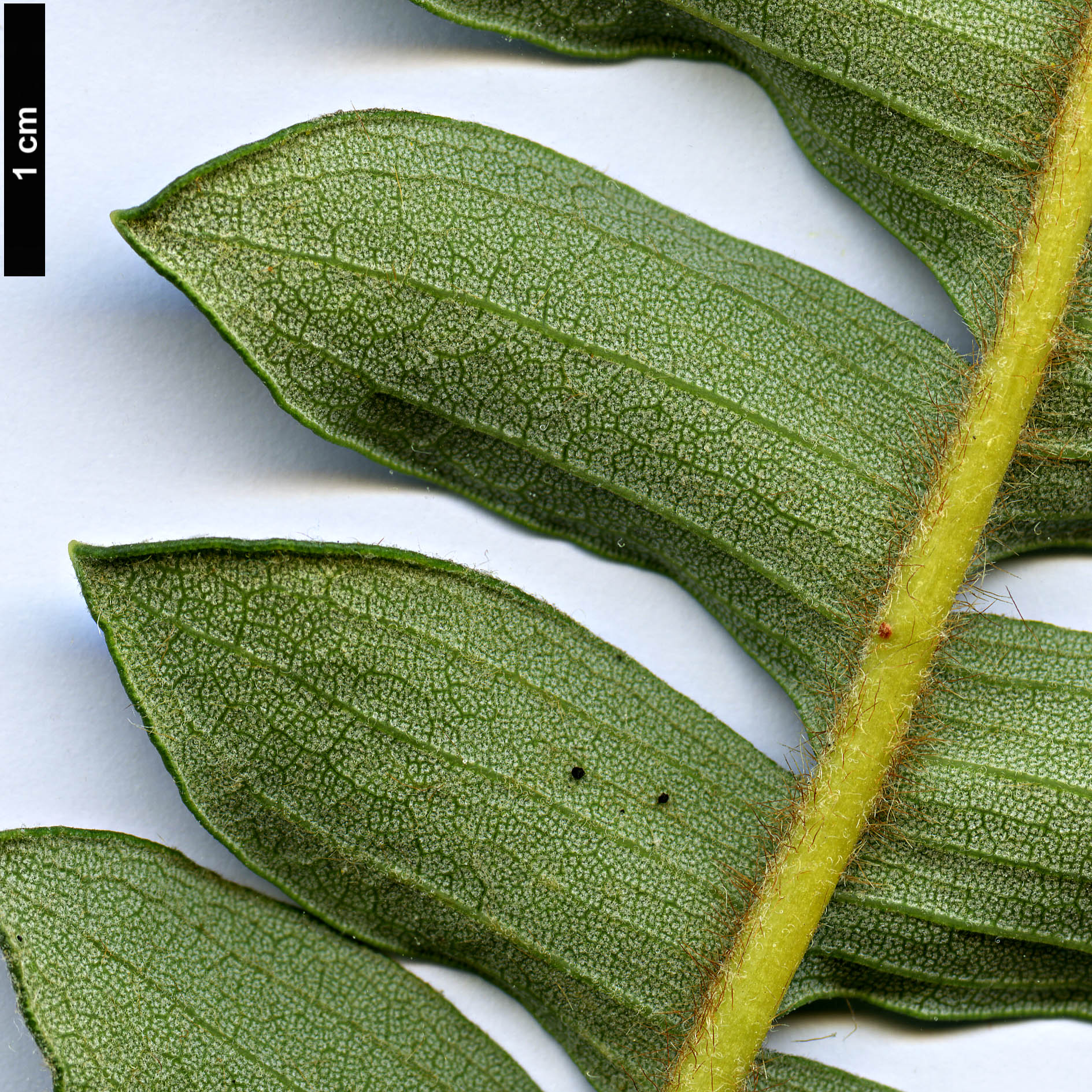 High resolution image: Family: Proteaceae - Genus: Dryandra - Taxon: drummondii - SpeciesSub: subsp. drummondii